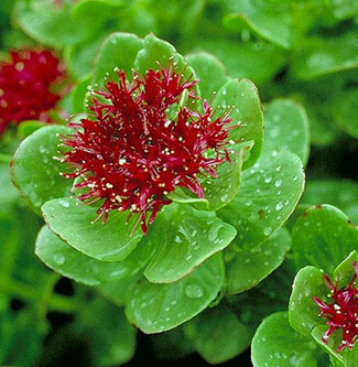 红景天的五大作用 增强运动耐力功效