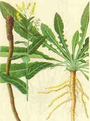 板蓝根副作用 不可超3天连续服用