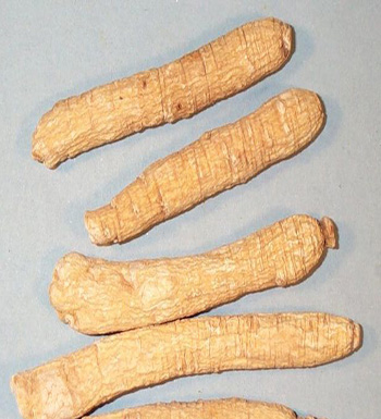 北沙参的功效与作用  祛痰止咳养肺润肺