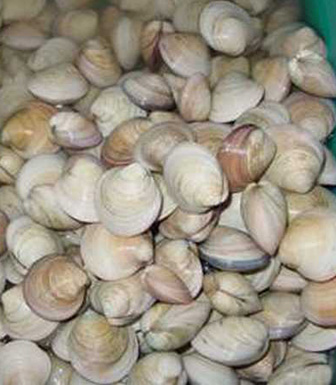 海蛤壳的功效特点 海蛤壳的药方及配伍应用