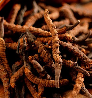 冬虫夏草不能和什么食物一起吃