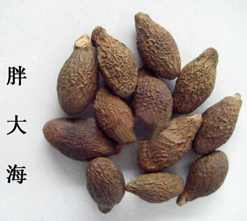 胖大海如何食用 胖大海的选购及食用方法