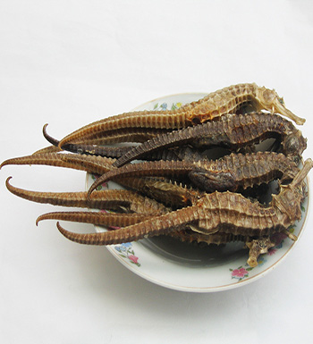 海马的功效与作用  教你如何鉴别海马