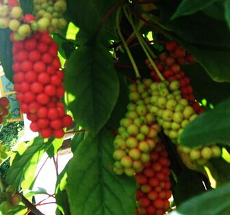 五味子泡水喝功效 益气生津可治疗胃炎