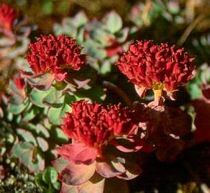 红景天的适宜人群与功效及食用方法