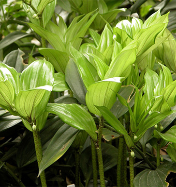 玉竹的功效与作用 玉竹的功效与作用有哪些呢