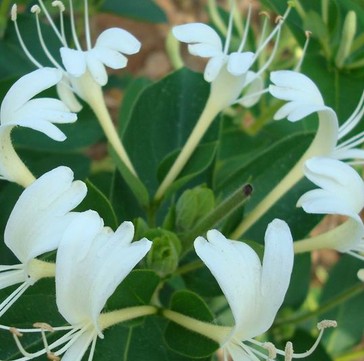 金银花品级鉴定 怎样挑选优质的金银花