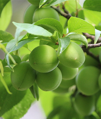 青果的功效与作用 青果的食用药膳