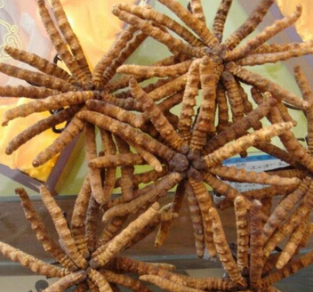 冬虫夏草的食用方法和不同功效有哪些