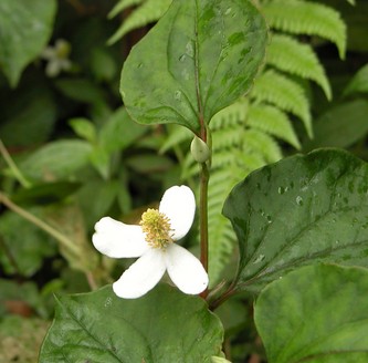 中药养生 鱼腥草的3大临床应用及化学成分