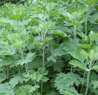 艾草养生小偏方 女人性体寒可以多食用