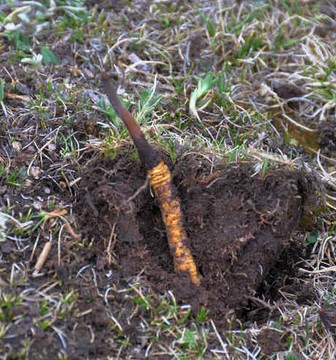 冬虫夏草的补气良方 冬虫夏草配枸杞