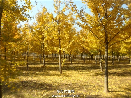 银杏的功效与作用 怎么吃 有什么副作用