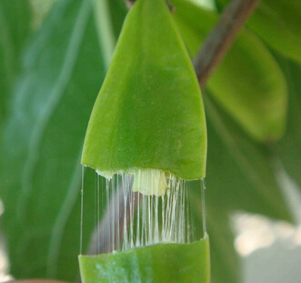 杜仲叶与桑叶提取物功效 增效互补