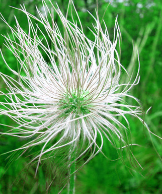 白头翁的功效与作用 白头翁的中药附方