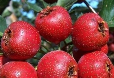 酒精肝患者 春季饮食养生吃什么好