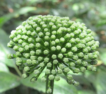 三七花能保肝护肝 三七养心茶清肝明目