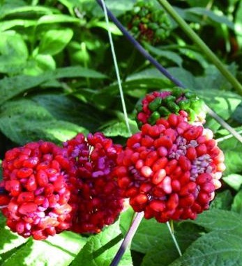 打蜡三七与水洗本色三七的鉴别方法