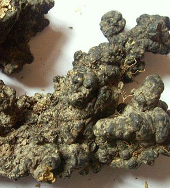 猪苓的功效与作用 猪苓常用的中医选方