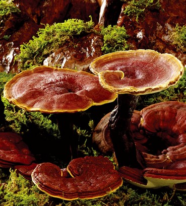 灵芝的存放方法 灵芝的储存方法介绍