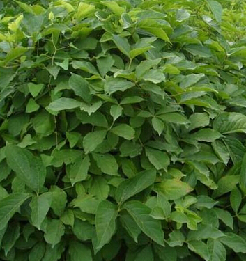 治失眠良药刺五加 阴虚火旺者忌用