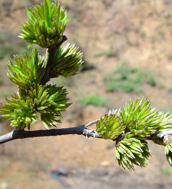 喝杜仲茶要注意些什么 有什么副作用
