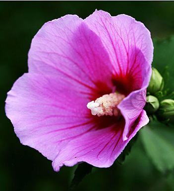 木槿花的药用价值和功效 各种木槿花药方