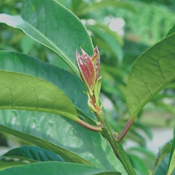 如何清热解毒 毛冬青叶清热解毒功效与作用