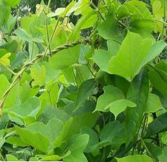 如何壮阳止泻 葛根的壮阳功效及主要成分