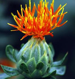 红花籽油的功效与作用 抗衰老消灭自由基