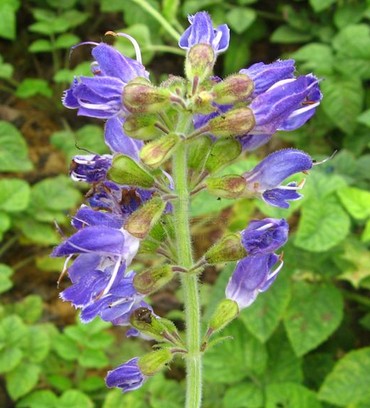 中药养生 中药材丹参的常见作用功效