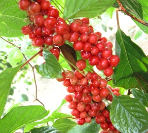 如何滋阴补肾 五味子的滋补功效与作用