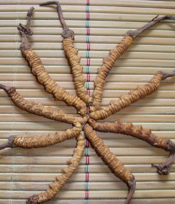 冬虫夏草配枸杞的功效 补气效果最好