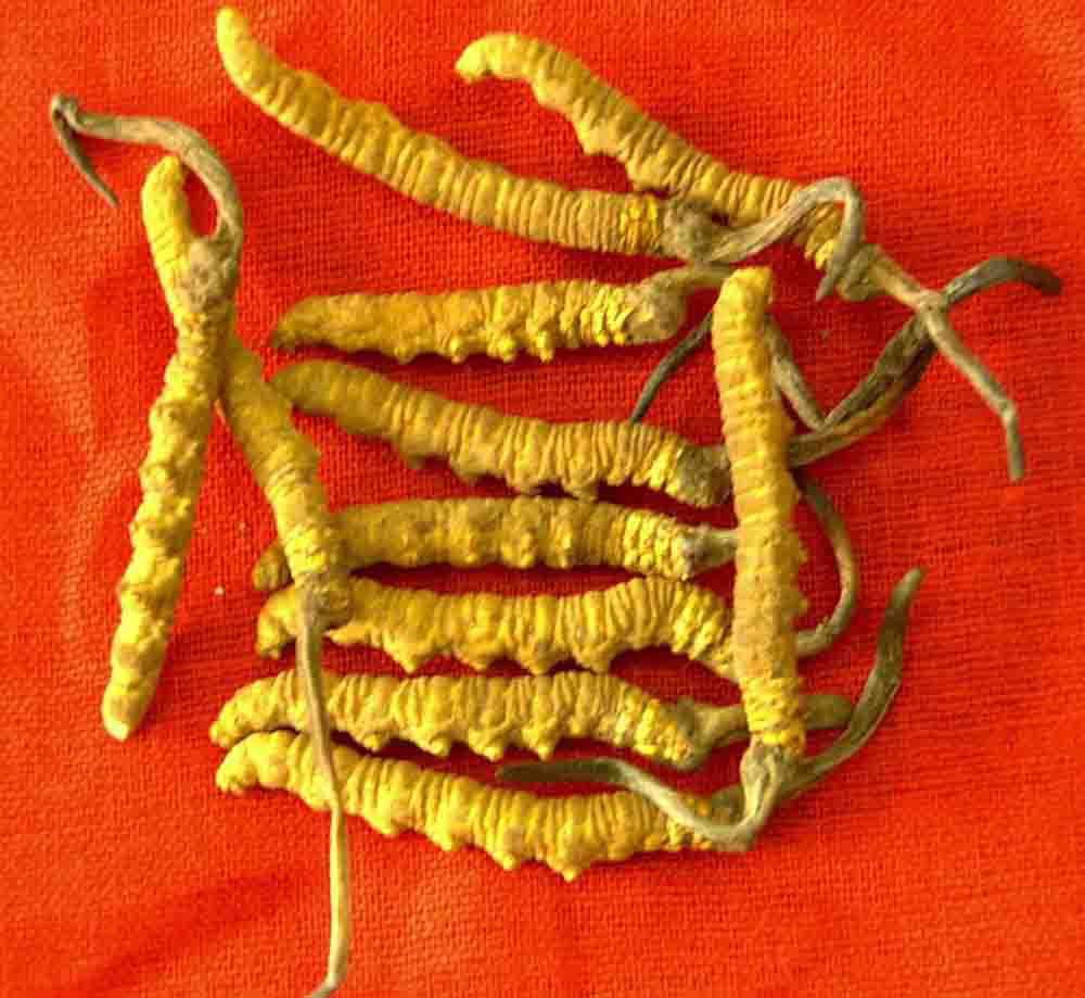 如何食用冬虫夏草 冬虫夏草的食疗作用