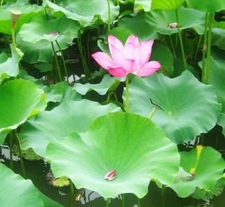 春季绝佳饮品 陈皮荷叶茶减肥效果