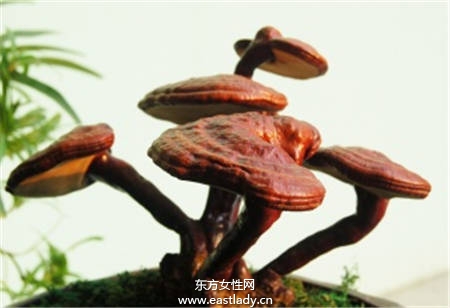 灵芝的功效与作用及食用方法