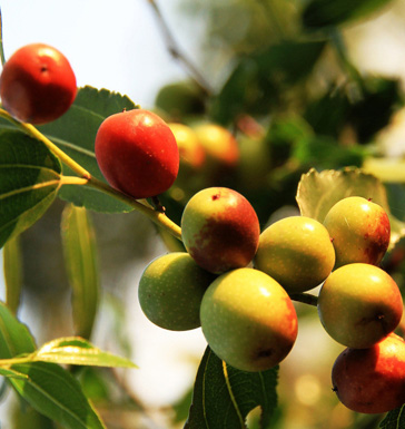 酸枣仁的功效与作用 常用酸枣仁药方配方