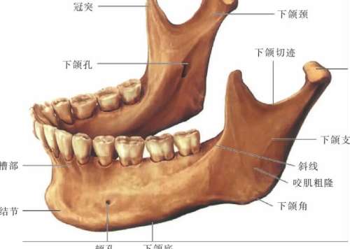 下颌角动漫28.jpg 下颌角动漫28.jpg
