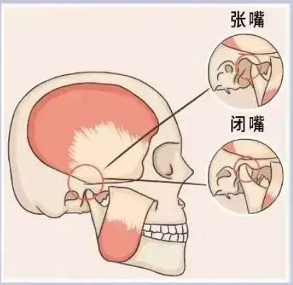 颌面