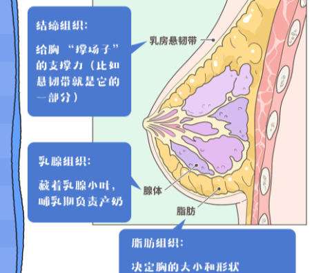 丰胸.jpg
