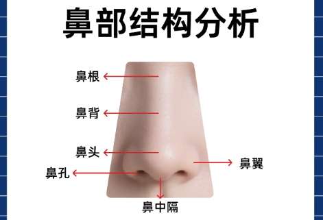 鼻子