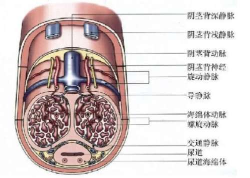 阴茎.jpg