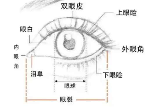 双眼皮