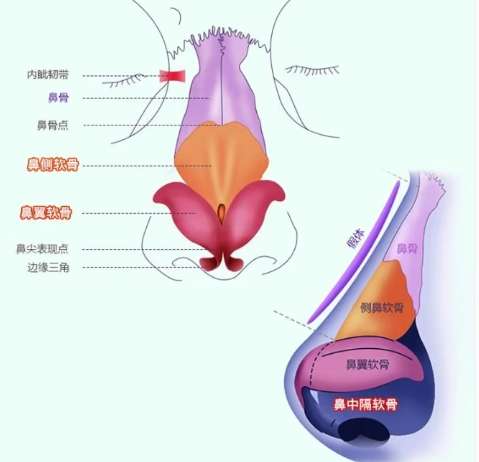 鼻子