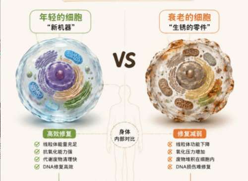 抗衰4.jpg