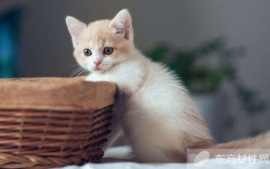 梦见许多若干猫是甚么意思 梦见猫是恶兆照样喜兆