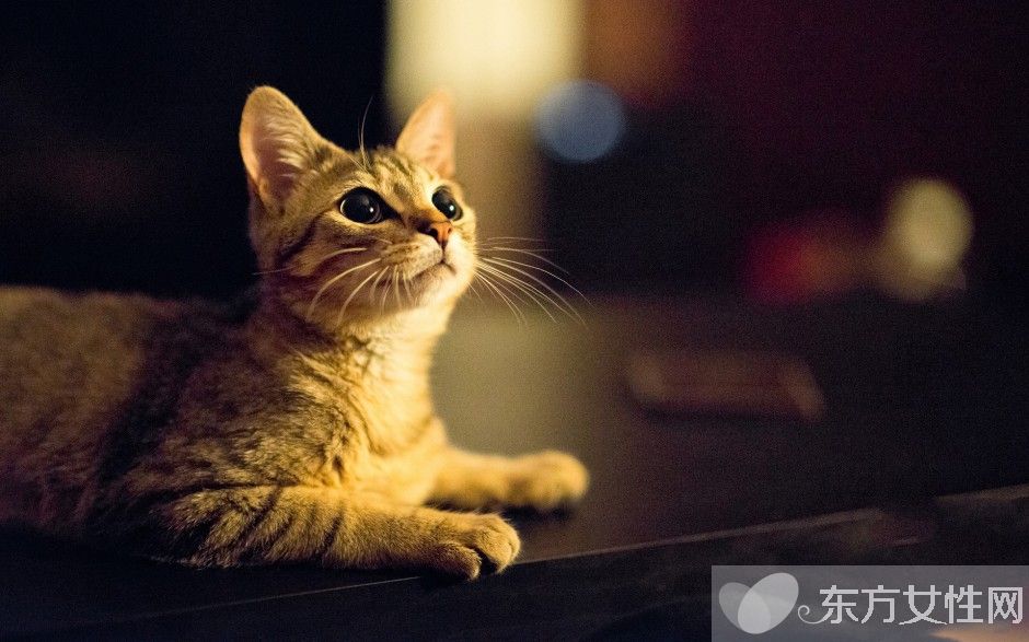 梦见许多若干猫是甚么意思 梦见猫是恶兆照样喜兆